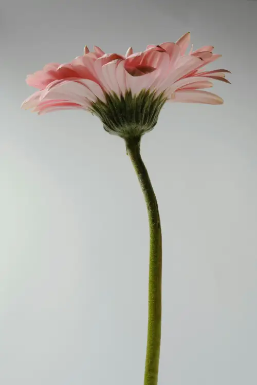 flor