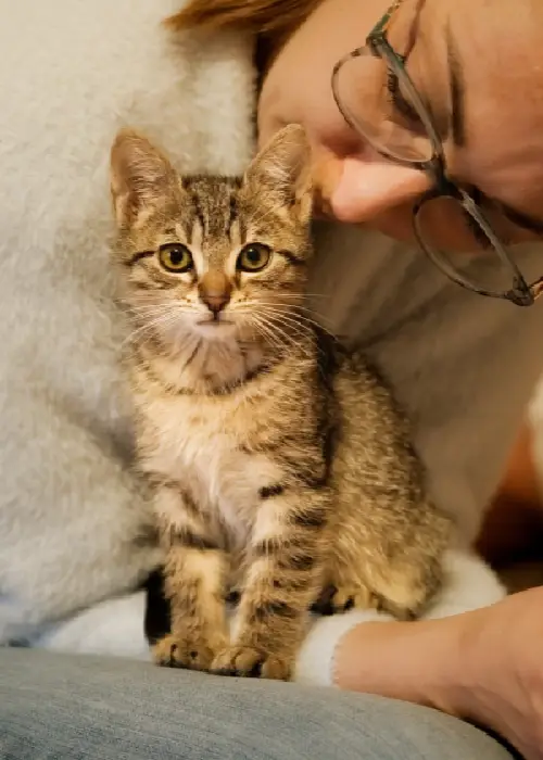gato
