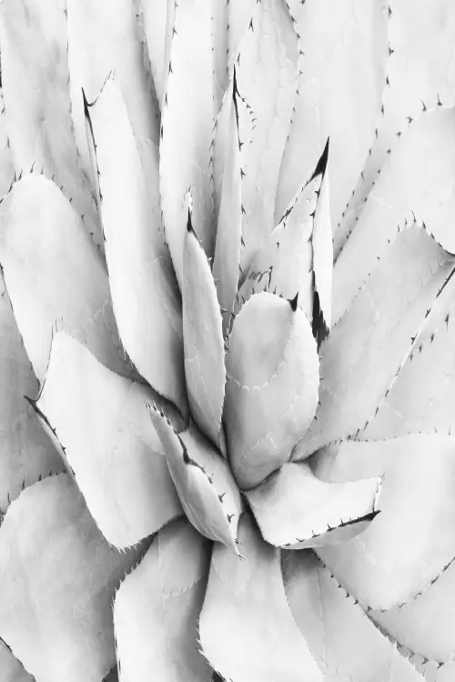 planta